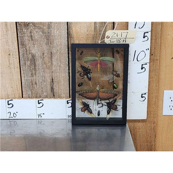 Frame Of 11 Exotic Insects Taxidermy Entomology