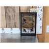 Image 1 : Frame Of 11 Exotic Insects Taxidermy Entomology