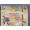 Image 2 : Frame Of 11 Exotic Insects Taxidermy Entomology
