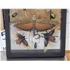 Image 4 : Frame Of 11 Exotic Insects Taxidermy Entomology