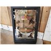 Image 5 : Frame Of 11 Exotic Insects Taxidermy Entomology