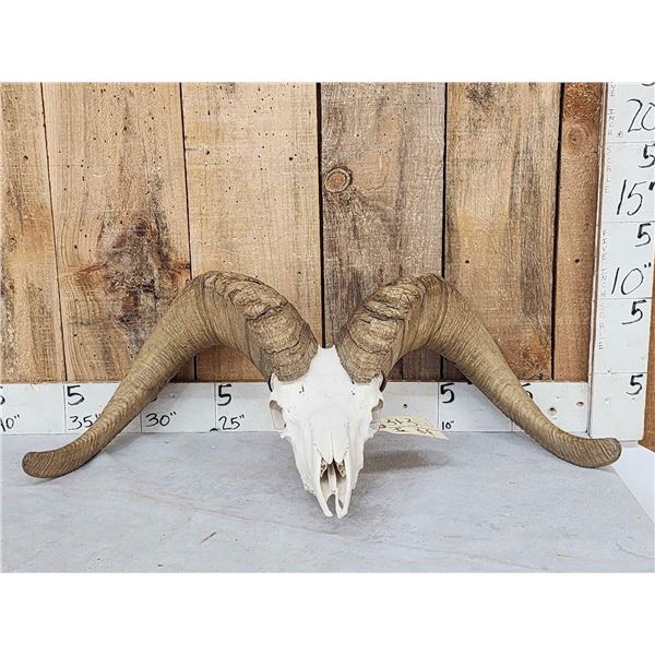 MONSTER Desert Bighorn Sheep Skull Taxidermy