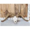 Image 1 : MONSTER Desert Bighorn Sheep Skull Taxidermy