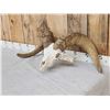 Image 2 : MONSTER Desert Bighorn Sheep Skull Taxidermy