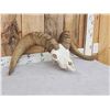 Image 3 : MONSTER Desert Bighorn Sheep Skull Taxidermy