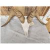 Image 4 : MONSTER Desert Bighorn Sheep Skull Taxidermy