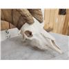 Image 5 : MONSTER Desert Bighorn Sheep Skull Taxidermy