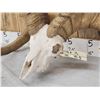 Image 6 : MONSTER Desert Bighorn Sheep Skull Taxidermy