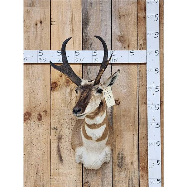 Pronghorn Antelope Shoulder Mount Taxidermy