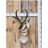 Image 1 : Pronghorn Antelope Shoulder Mount Taxidermy