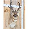 Image 2 : Pronghorn Antelope Shoulder Mount Taxidermy