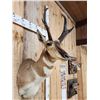 Image 3 : Pronghorn Antelope Shoulder Mount Taxidermy