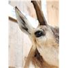 Image 4 : Pronghorn Antelope Shoulder Mount Taxidermy