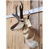 Image 5 : Pronghorn Antelope Shoulder Mount Taxidermy