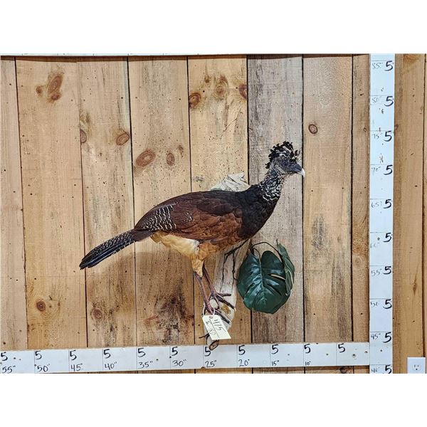 Female Great Curassow Full Body Bird Taxidermy