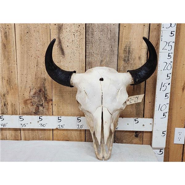 Big American Bison Buffalo Skull Taxidermy