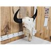 Image 2 : Big American Bison Buffalo Skull Taxidermy