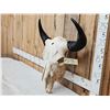 Image 3 : Big American Bison Buffalo Skull Taxidermy