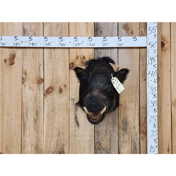 Wild Boar Hog Shoulder Mount Taxidermy