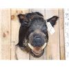 Image 3 : Wild Boar Hog Shoulder Mount Taxidermy