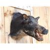 Image 4 : Wild Boar Hog Shoulder Mount Taxidermy
