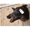 Image 5 : Wild Boar Hog Shoulder Mount Taxidermy