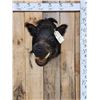 Image 6 : Wild Boar Hog Shoulder Mount Taxidermy
