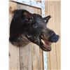 Image 7 : Wild Boar Hog Shoulder Mount Taxidermy