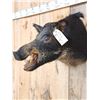 Image 8 : Wild Boar Hog Shoulder Mount Taxidermy