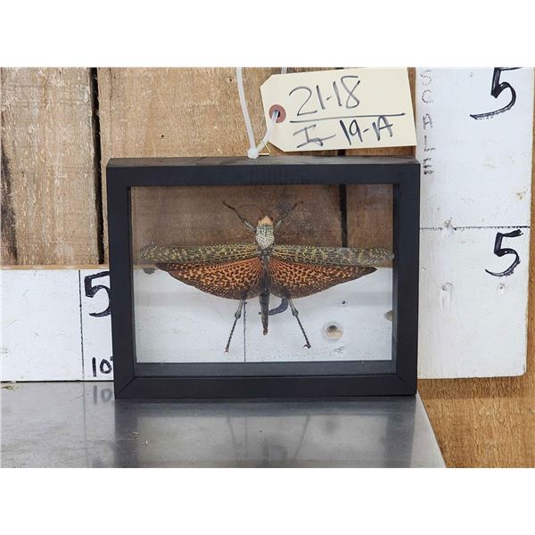 Giant Peruvian Grasshopper In Frame Taxidermy Entomology