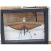 Image 2 : Giant Peruvian Grasshopper In Frame Taxidermy Entomology