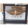 Image 3 : Giant Peruvian Grasshopper In Frame Taxidermy Entomology