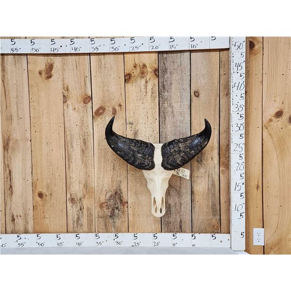 African Dwarf Forrest Buffalo Skull Taxidermy