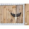Image 1 : African Dwarf Forrest Buffalo Skull Taxidermy