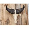Image 2 : African Dwarf Forrest Buffalo Skull Taxidermy