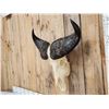 Image 3 : African Dwarf Forrest Buffalo Skull Taxidermy