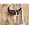 Image 4 : African Dwarf Forrest Buffalo Skull Taxidermy