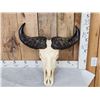 Image 5 : African Dwarf Forrest Buffalo Skull Taxidermy
