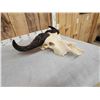 Image 6 : African Dwarf Forrest Buffalo Skull Taxidermy