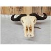 Image 7 : African Dwarf Forrest Buffalo Skull Taxidermy