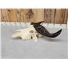 Image 8 : African Dwarf Forrest Buffalo Skull Taxidermy