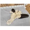 Image 9 : African Dwarf Forrest Buffalo Skull Taxidermy
