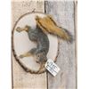 Image 2 : Red Squirrel Climbing Pose Taxidermy Mount