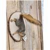 Image 3 : Red Squirrel Climbing Pose Taxidermy Mount