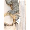 Image 4 : Red Squirrel Climbing Pose Taxidermy Mount