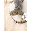 Image 6 : Red Squirrel Climbing Pose Taxidermy Mount