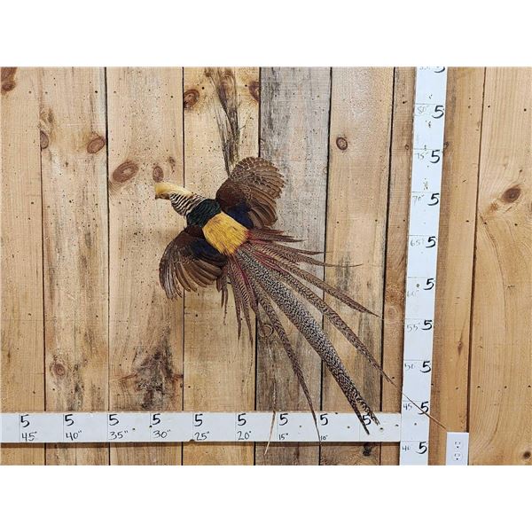 Awesome Golden Pheasant In Flight Bird Taxidermy