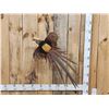 Image 1 : Awesome Golden Pheasant In Flight Bird Taxidermy