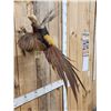 Image 4 : Awesome Golden Pheasant In Flight Bird Taxidermy