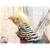 Image 5 : Awesome Golden Pheasant In Flight Bird Taxidermy